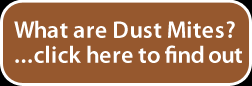 Click here to find out more information about dust mites